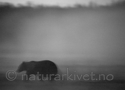 BB 10 0106 / Ursus arctos / Brunbjørn